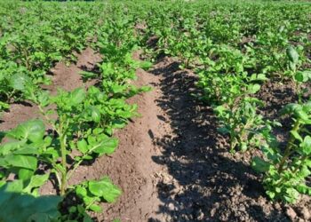 লালমনিরহাটে আগাম আলু চাষে ব্যস্ত কৃষকরা