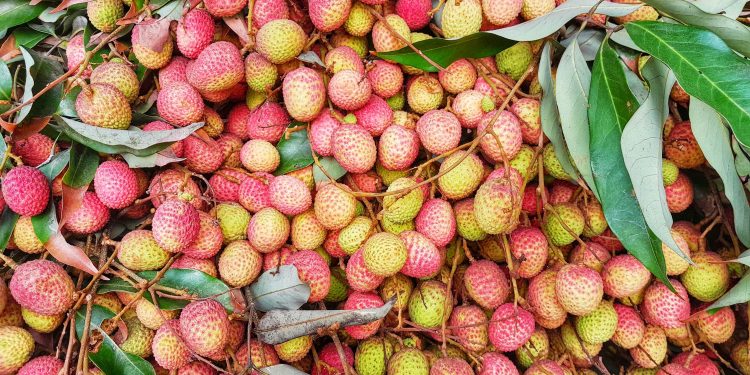 লালমনিরহাট লিচুর বাজারে সরবরাহ কম, দাম বেশি