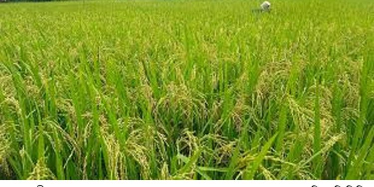 ফুলবাড়ীতে আমন ধানের বাম্পার ফলন, স্বপ্ন দেখছেন কৃষকরা